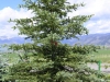 tree-evergreen.jpg