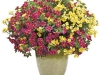 New Annual: Cherry Star Calibrachoa