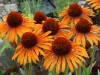 New Perennial: Flame Thrower Echinacea