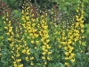New Perennial: Lemon Meringue Baptisia