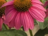 New Perennial: Pow-wow Wild Berry Echinacea