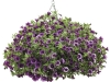 New Annual: Grape Punch Calibrachoa
