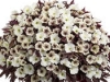 New Annual: White Russian Supertunia