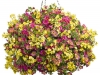 New Annual: Sweet Tart Calibrachoa