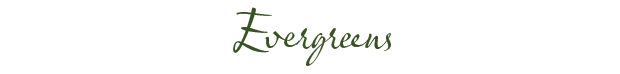 evergreens
