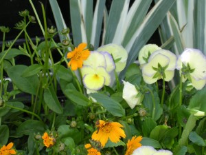 perennial-beds-5-18-018