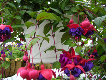 plants-annuals1