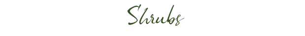 shrubs shrubs