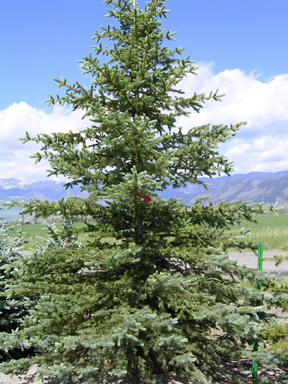 tree-evergreen1