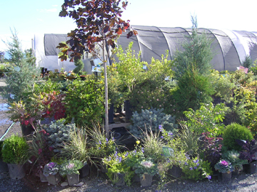 tree-shrubs