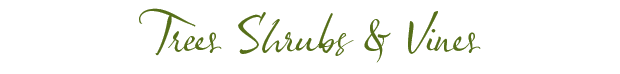 treesshrubsvines treesshrubsvines