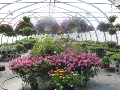 2008-greenhouse-pics-096