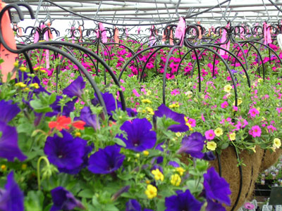 hanging-baskets-may