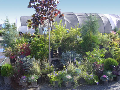 wholesale