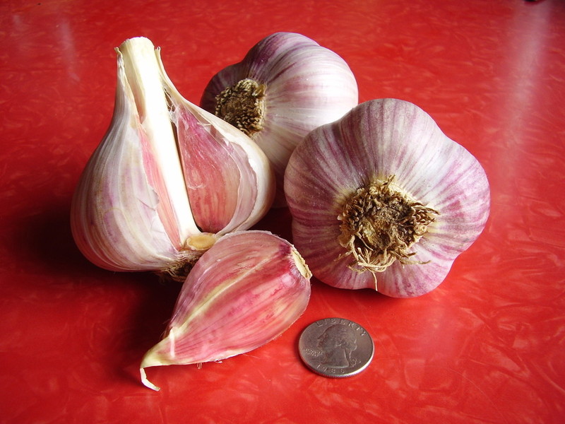 Mature Garlic