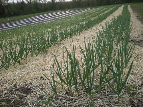 Growing Garlic