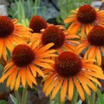 flame thrower echinacea