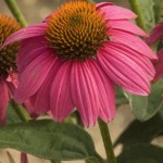 pow wow wild berry echinacea